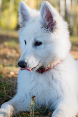 swiss shepherd puppy in a forest