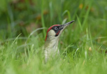Green woodpecker in the grass