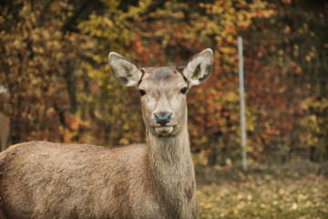 Hinds in Autumn