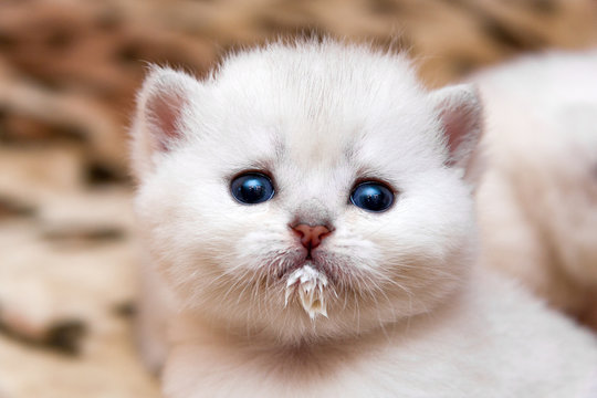 Portrait Of A Little White Kitten Who Drank Milk And Stained The Muzzle. The Head Of A Cute Kitten With Blue Eyes Stained With Milk While Eating.