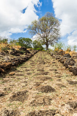chemin pavé et arbre tamarin