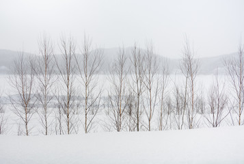 minimal winter landscape, group of trees with the lake and mountain background during snowfall on winter day, copy space