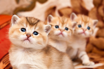 Fototapeta na wymiar Three cute Golden British kittens sit one after another and look at the camera with interest