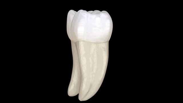 First mandibular molar tooth morphology, macro view. Medically accurate tooth 3d animation