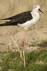 A black-winged stilt walking around.