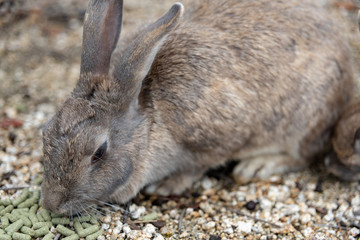 Rabbit Island in Hiroshima