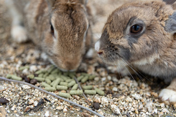 Rabbit Island in Hiroshima