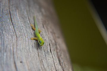 Green Lizard on grey bark in Hawaii
