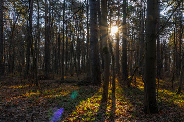 Pine forest pinery sosnovy bor forest. Kaluga region. Russia