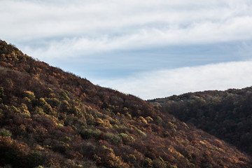 herbst wald blätter laub