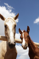 horse and foal 