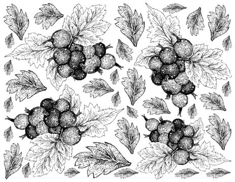 Berry Fruit, Illustration Wallpaper of Hand Drawn Sketch of Jostaberries Isolated on White Background. High in Vitamin C and Minerals with Essential Nutrient for Life.
