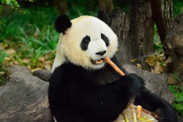 Obraz na płótnie Canvas Panda bear