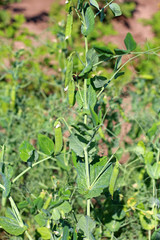 pods of green peas growing in the garden