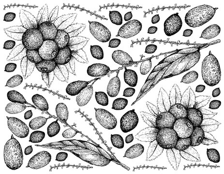 Berry Fruits, Illustration Wallpaper of Hand Drawn Sketch Huckleberries and Lepisanthes Rubiginosa Fruits Isolated on White Background.
