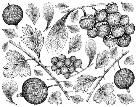 Berry Fruit, Illustration Wallpaper of Hand Drawn Sketch of Gooseberries and Jostaberries Isolated on White Background. 