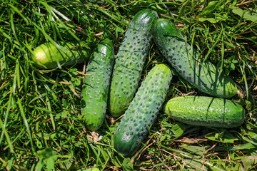 Fresh cucumbers lying on the green grass.