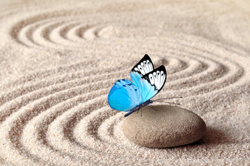 A blue vivid butterfly on a zen stone with circle patterns in the grain sand.