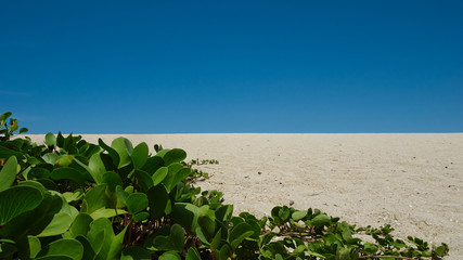 Leerer Strand mit weißen Sand und grünen Pflanzen