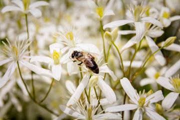 Bee on a flower