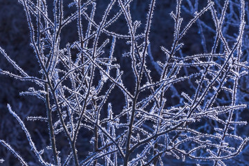 Frost on branches and trees. Weather forecast background
