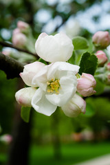 Fototapeta na wymiar Blooming apple tree
