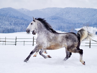 Fototapeta na wymiar Beautiful horses playing outdoor in winter foggy day