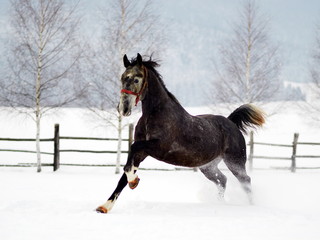 Beautiful horses playing outdoor in winter foggy day