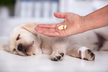 Veterinary care professional hand with medication for a cute labrador puppy dog