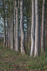 birch trees in low autumn sunshine