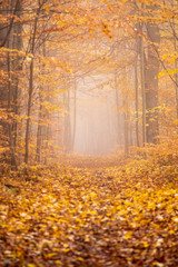 autumn. fog in forest looking down a path. yellow leaf all over the ground