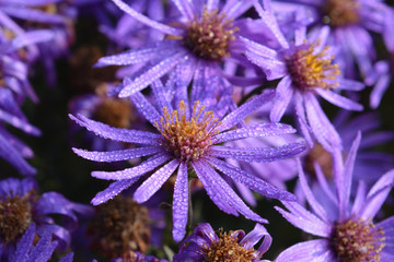 purple flower with dewdrops