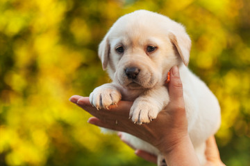 Adorable labrador puppy dog in woman hands