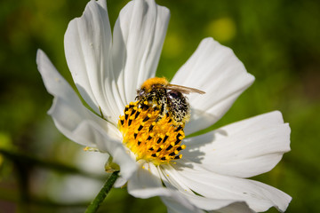 Obraz premium Bee on a flower