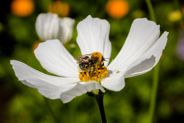 Bee on a flower