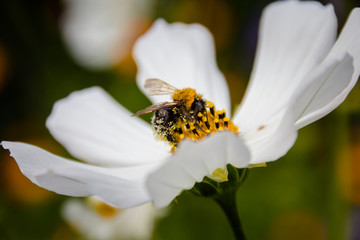 Bee on a flower