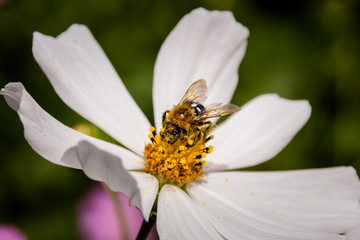 Bee on a flower