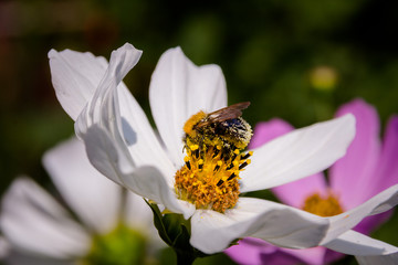Bee on a flower