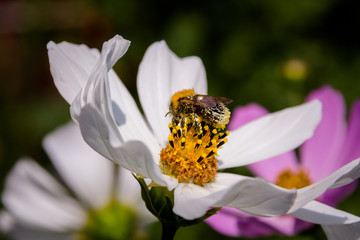 Bee on a flower