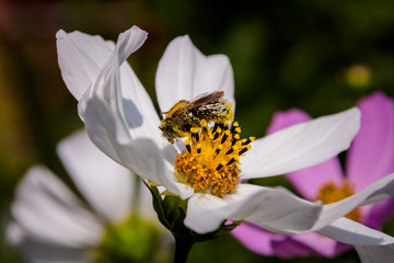 Bee on a flower