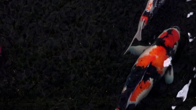 Animals Koi, Fancy carps fish are swimming in water