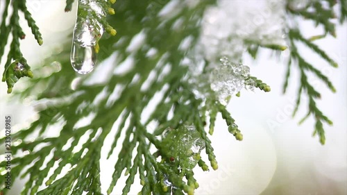 Snow Melting On Buds On Branches Of Winter Trees Closeup Of