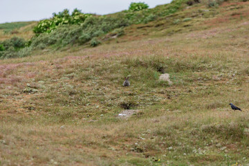 Wildkaninchen
