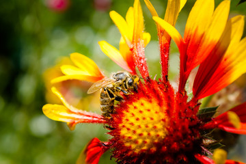 Bee on a flower