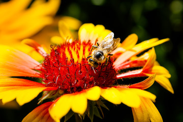 Bee on a flower
