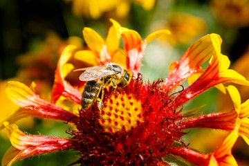 Bee on a flower