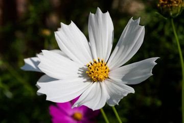 Cosmos flower