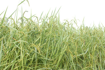 Closeup of rice spike in Paddy field on autumn