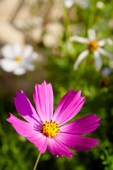 Cosmos flower