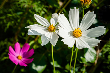 Cosmos flower